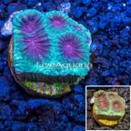 Aquacultured Corals