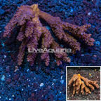 SPS Corals