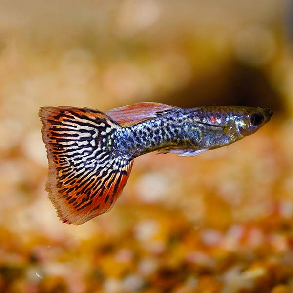 Dumbo Ear Cobra Guppy Group, Male