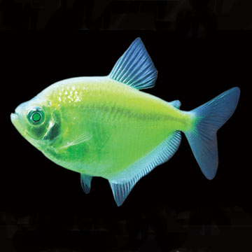 GloFish®, Electric Green® Tetra