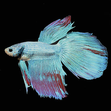 Mixed Color Longfin Dragon Scale Betta, Male