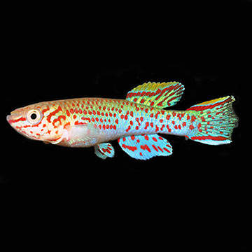 Gardneri Panchax Killifish Group, Captive-Bred