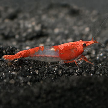 Red & Blue Rili Shrimp Group