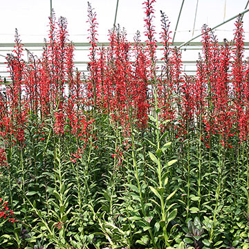 Cardinal Flower