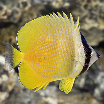 Orange Butterflyfish