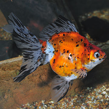 Calico Ryukin Goldfish