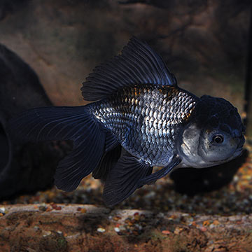 Blue Oranda Goldfish