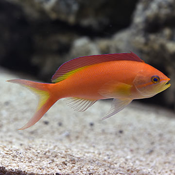 Ignitus Anthias