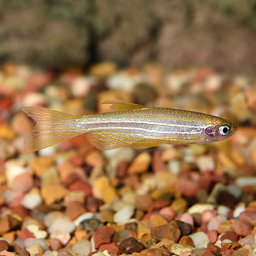 Gold Longfin Danio Group