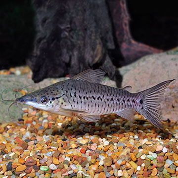 Porthole Catfish 