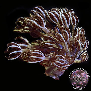 LiveAquaria® CCGC Aquacultured Silver Branch Pumping Xenia Coral