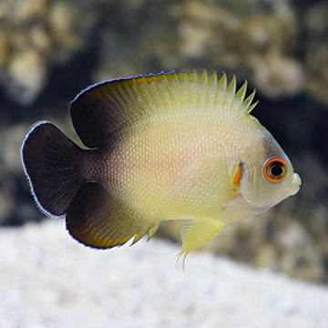 Half Black Angelfish