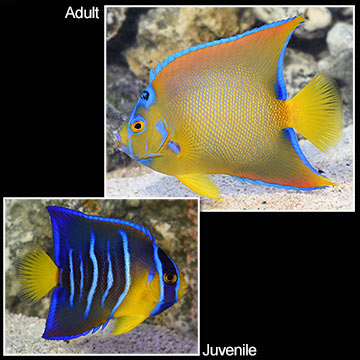 Queen Angelfish