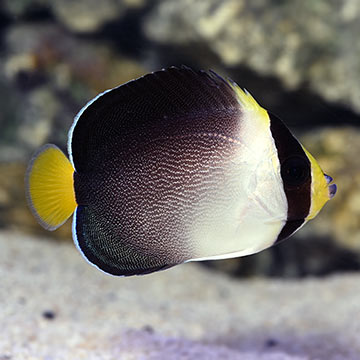 Singapore Angelfish 