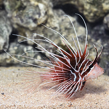 Radiata Lionfish