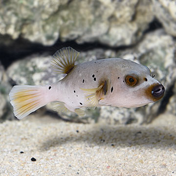 Arothron Dog Face Puffer