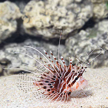 Antennata Lionfish