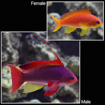 Lyretail Anthias 