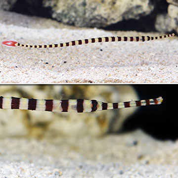 Banded Pipefish EXPERT ONLY