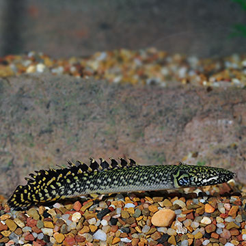 Ornate Bichir, Captive-Bred