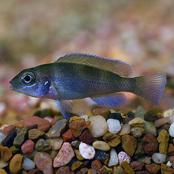 Tretocephalus Cichlid