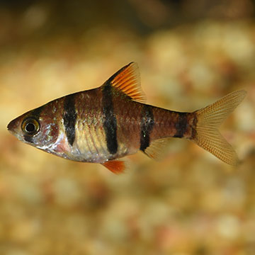 Hexazon Barb