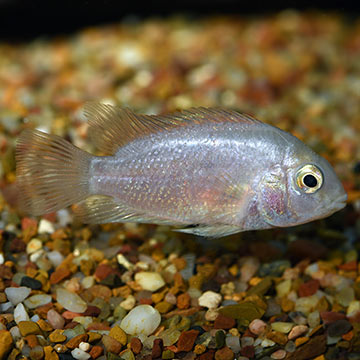 Pink Convict Cichlid