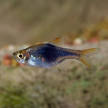 Black Harlequin Rasbora