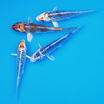 Matsuba High Quality Koi, Japan Strain