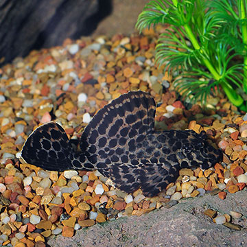 Sailfin Plecostomus