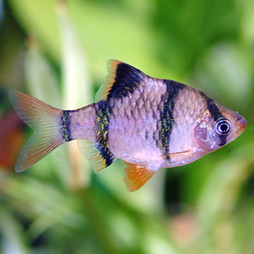 Tiger Barb Group