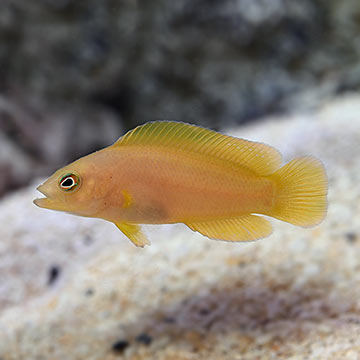 Yellow Dottyback