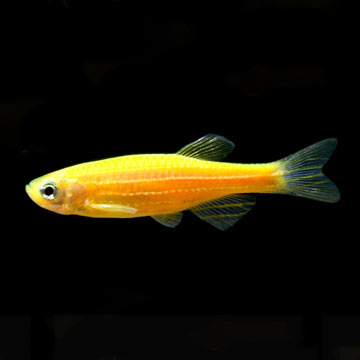 GloFish®, Sunburst Orange® Danio