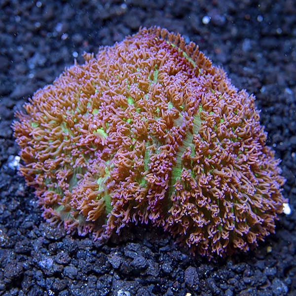 Green Hairy Mushroom Coral