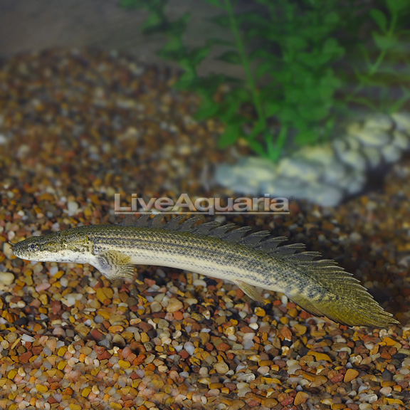 Lapradei Bichir