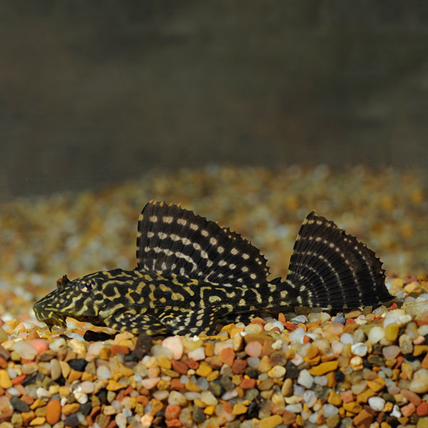 Spotted Sailfin (L-001) Plecostomus