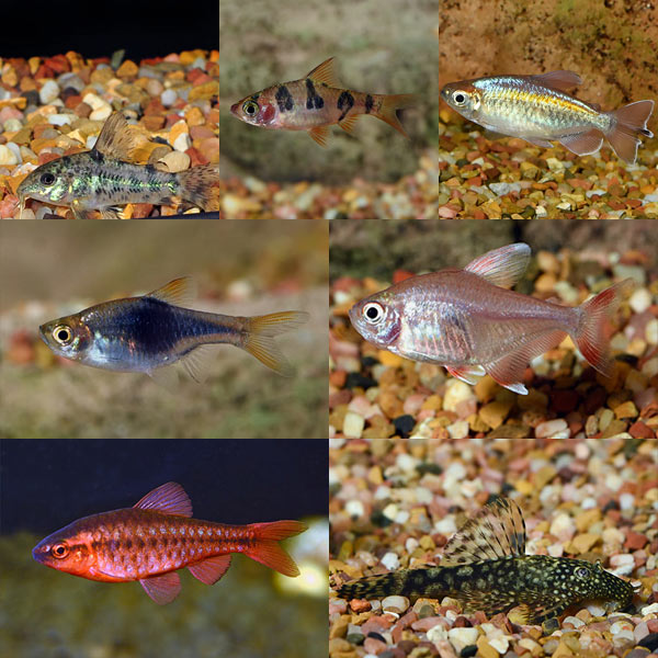 LiveAquaria® Premium Freshwater Fish Pack