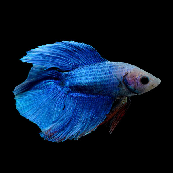 Sky Blue Double Tail Betta