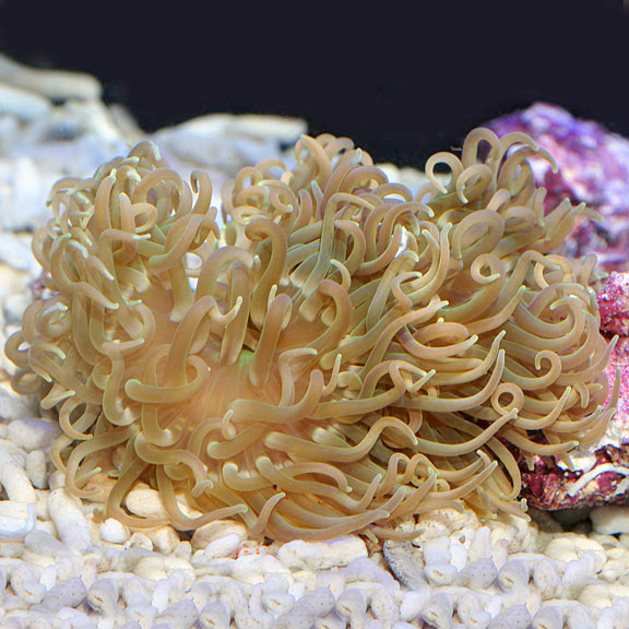 Long Tentacle Anemone