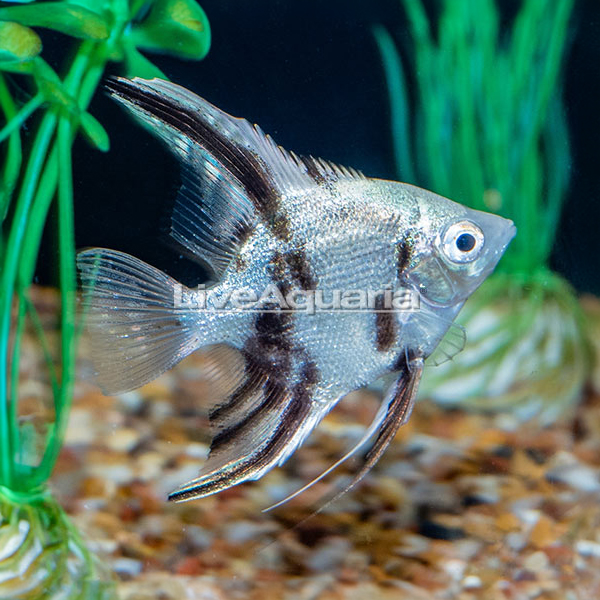 LiveAquaria® Captive-Bred Panda Angelfish