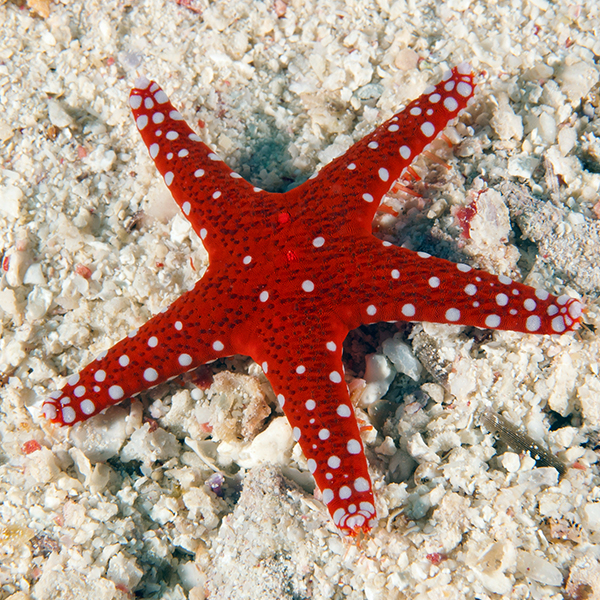 Royal Tile Sea Star