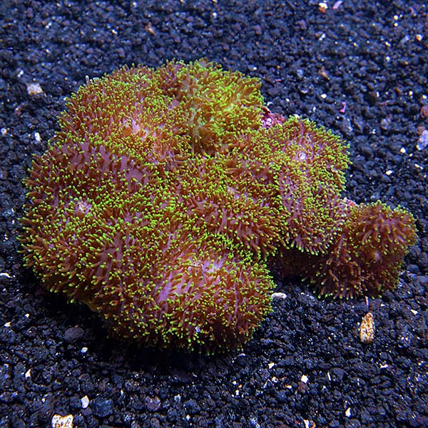 Hairy Mushroom Coral