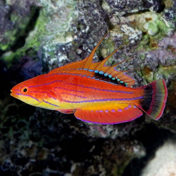 Carpenter's Flasher Wrasse