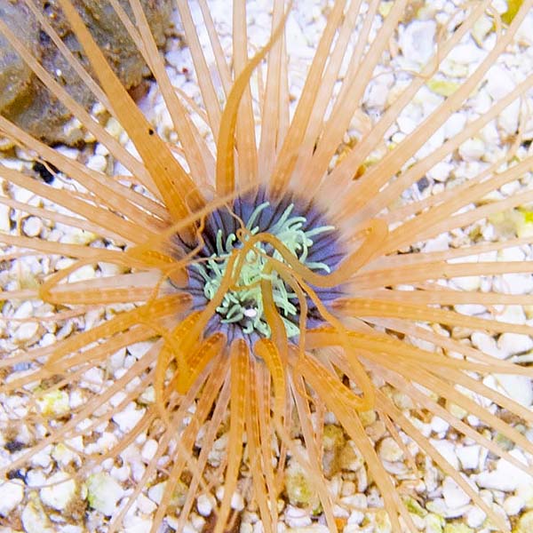 Tube Anemone