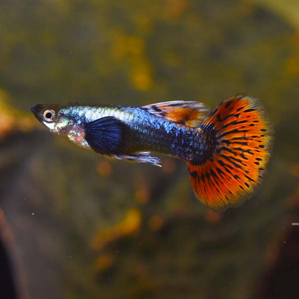 Dumbo Ear Guppy Group, Male