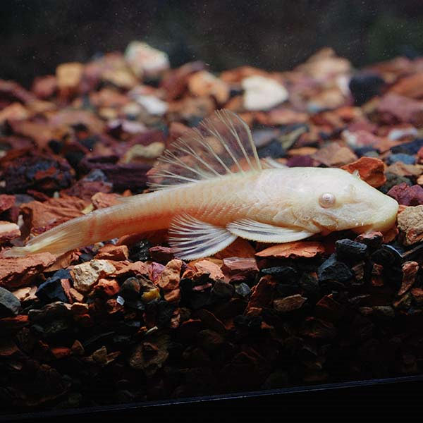 Bushy Nose (L-144) Plecostomus, Albino Gold