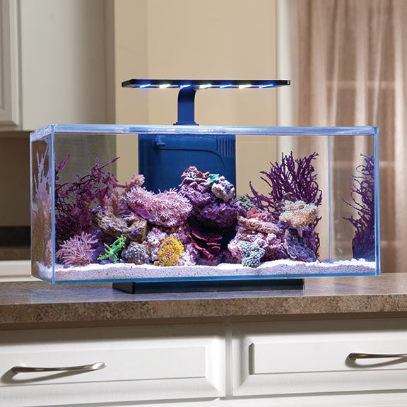 JBJ Rimless Desktop Aquarium