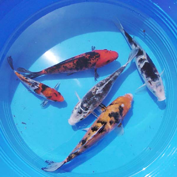 Domestic Koi Packs