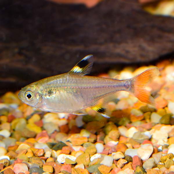 Gold Pristella Tetra Group