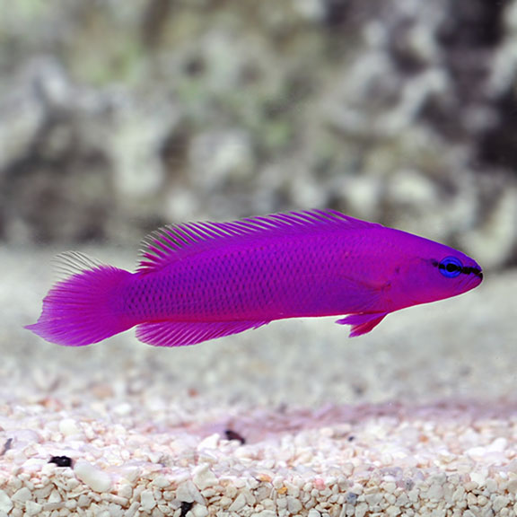 Proaquatix Captive-Bred Orchid Dottyback